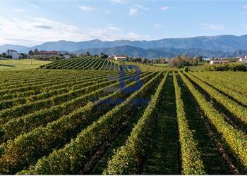 VIGNETO PROSECCO DOCG